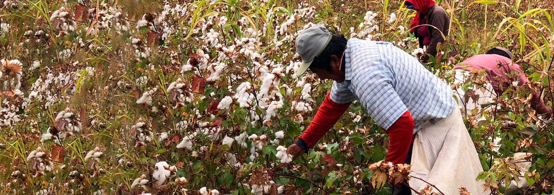 Organic Colored Cotton from Peru